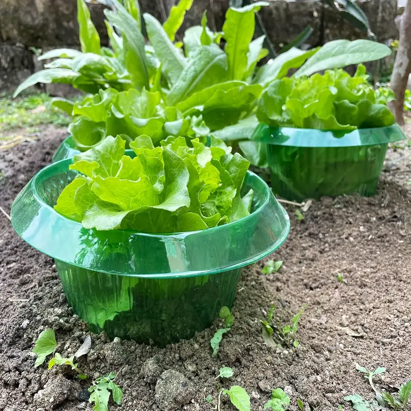 حلقات حماية سبيكة النباتات غطا - مراجعة Vegetable Transplanter وسعره